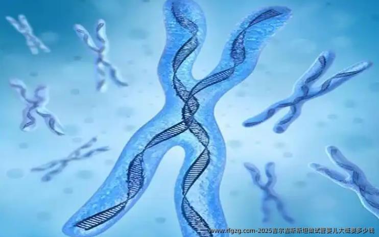 2025吉尔吉斯斯坦做代孕大概要多少钱
