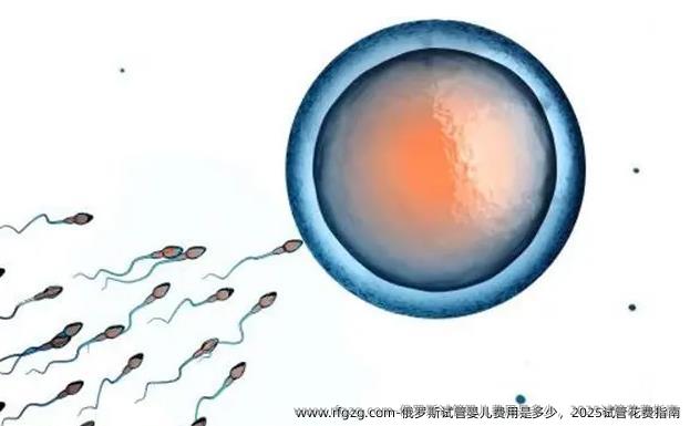 俄罗斯代孕费用是多少，2025试管花费指南