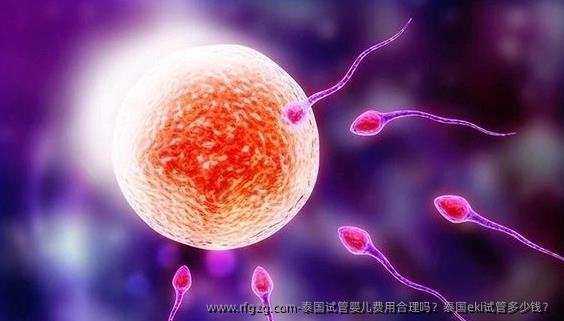泰国代孕费用合理吗?泰国eki试管多少钱?