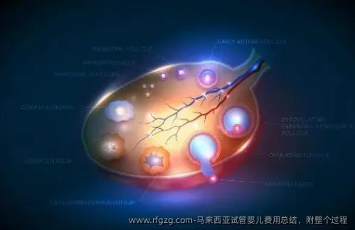 马来西亚试管婴儿费用总结，附整个过程