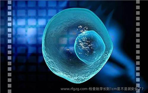 检查胎芽长到1cm是不是就安全了?